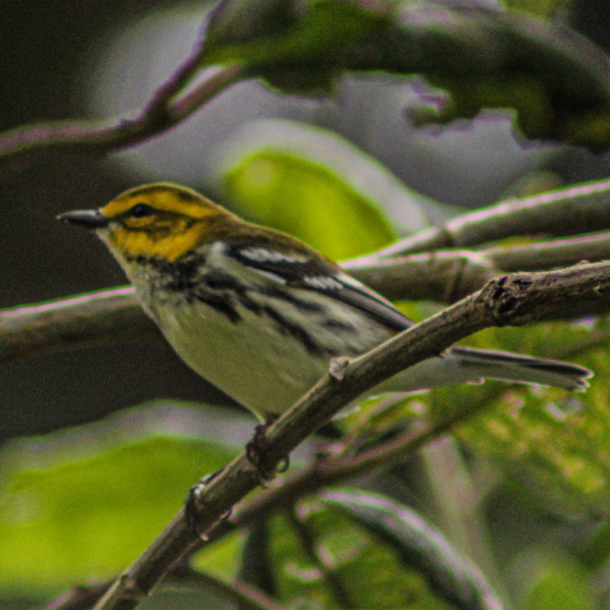 Black-throated Green Warbler - ML647219317