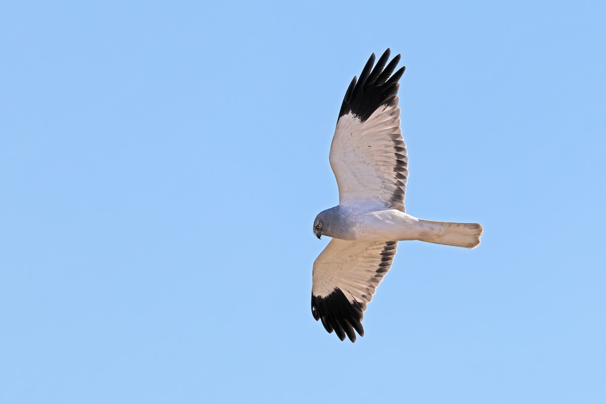 Hen Harrier - ML647219319