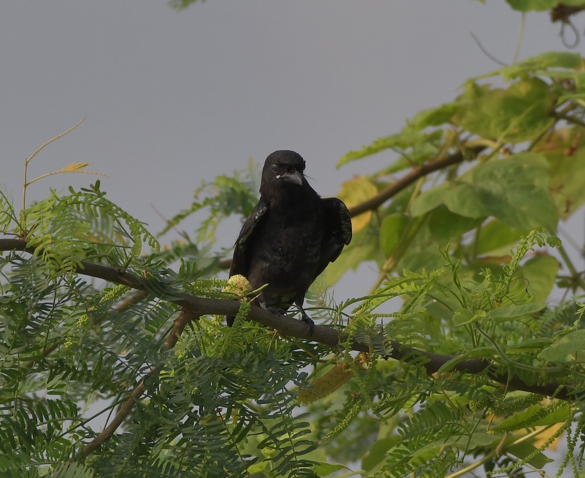 Black Drongo - ML647219322