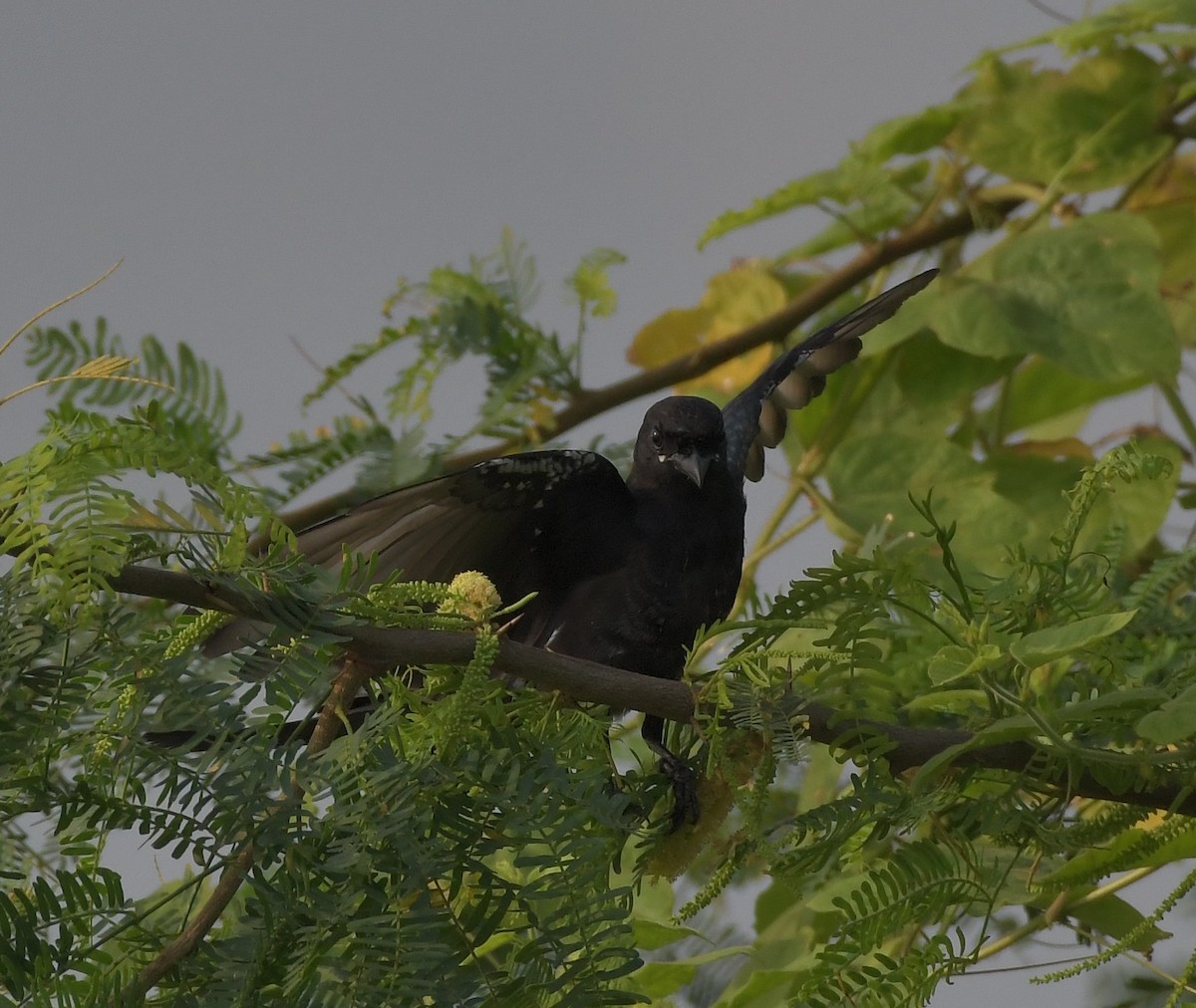 Black Drongo - ML647219323