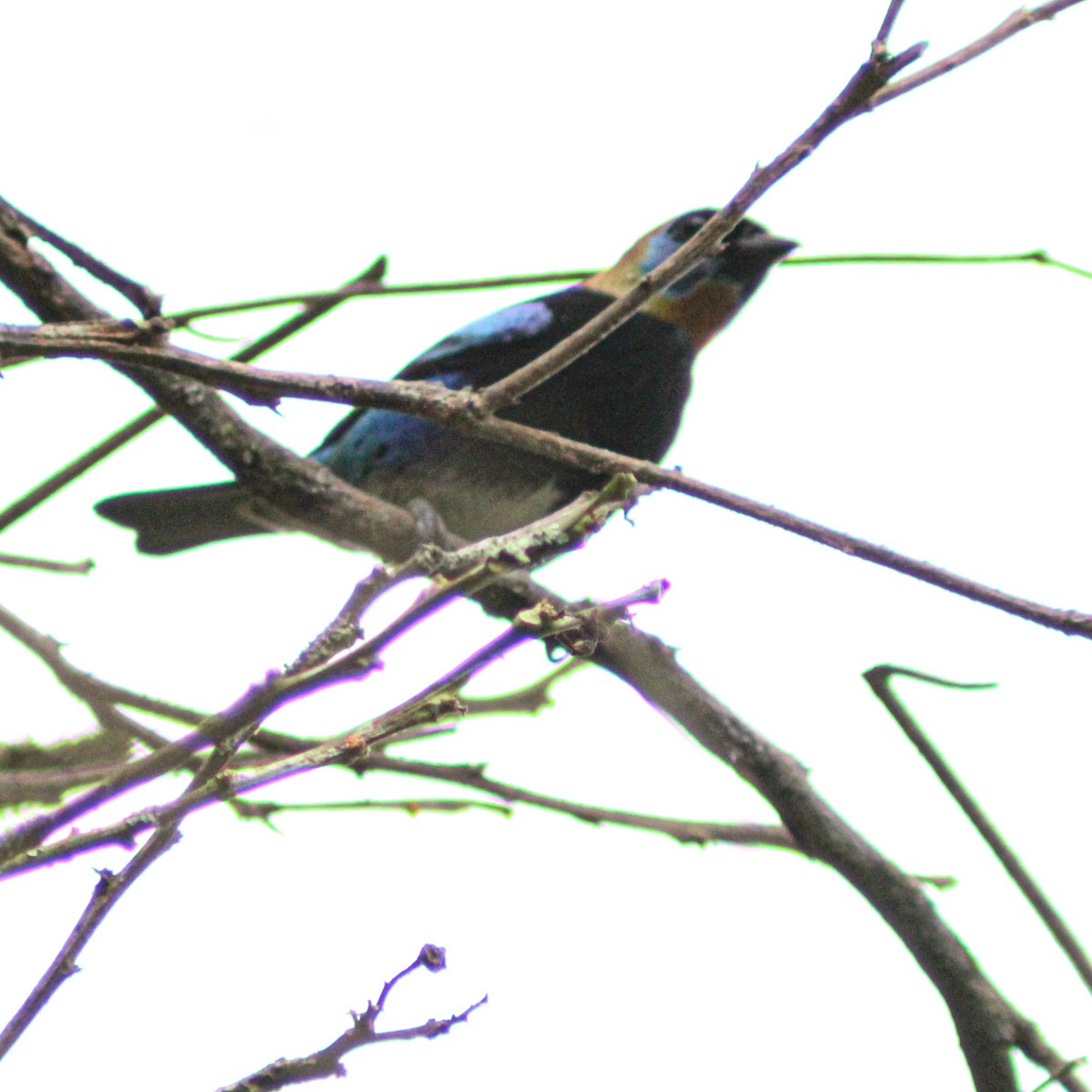 Золотистоголовая танагра - ML647219337