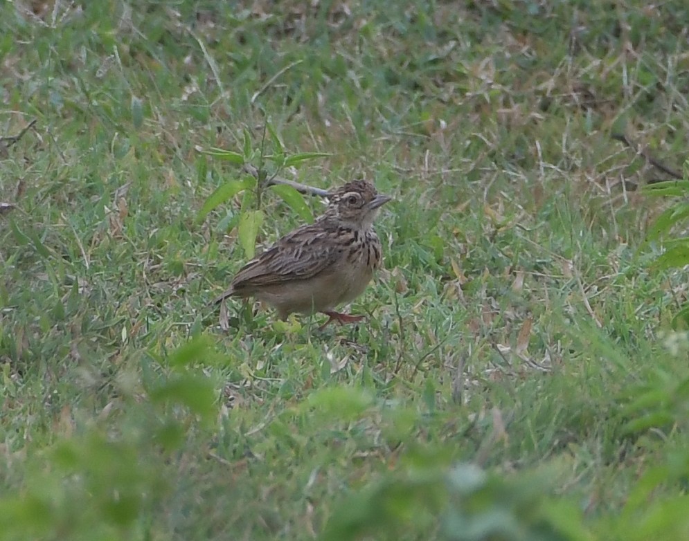 Jerdon's Bushlark - ML647219339