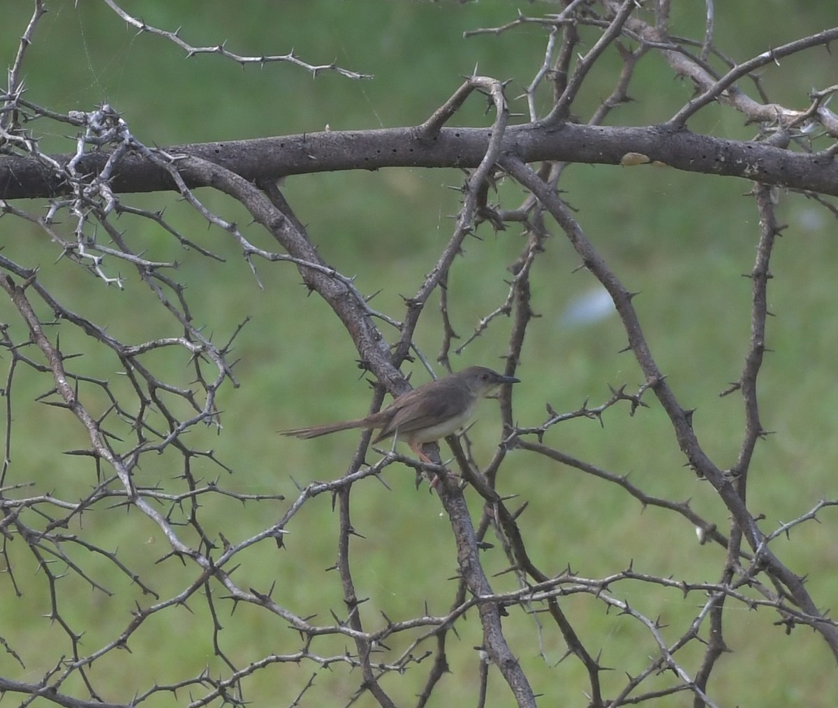 Jungle Prinia - ML647219361