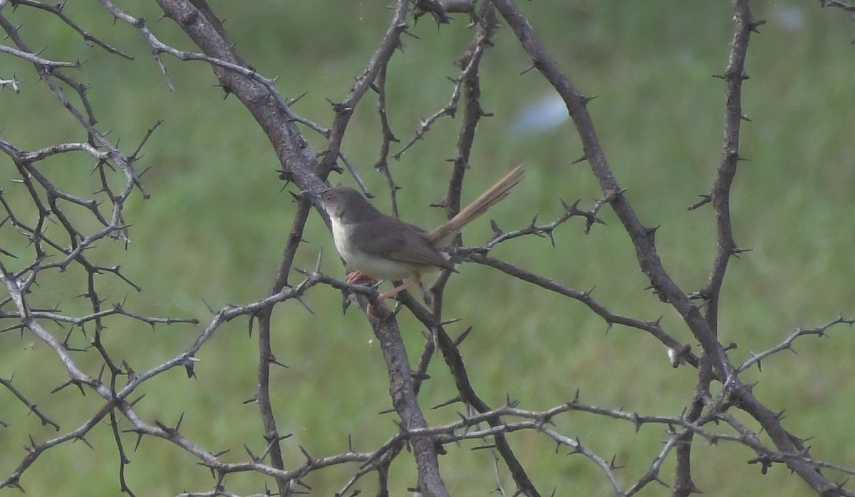 Jungle Prinia - ML647219362