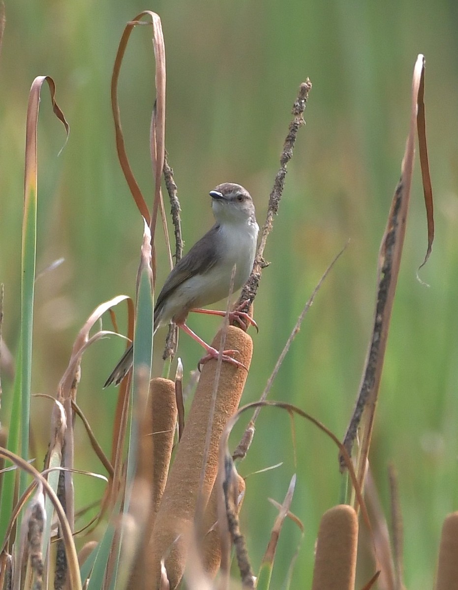 Plain Prinia - ML647219364
