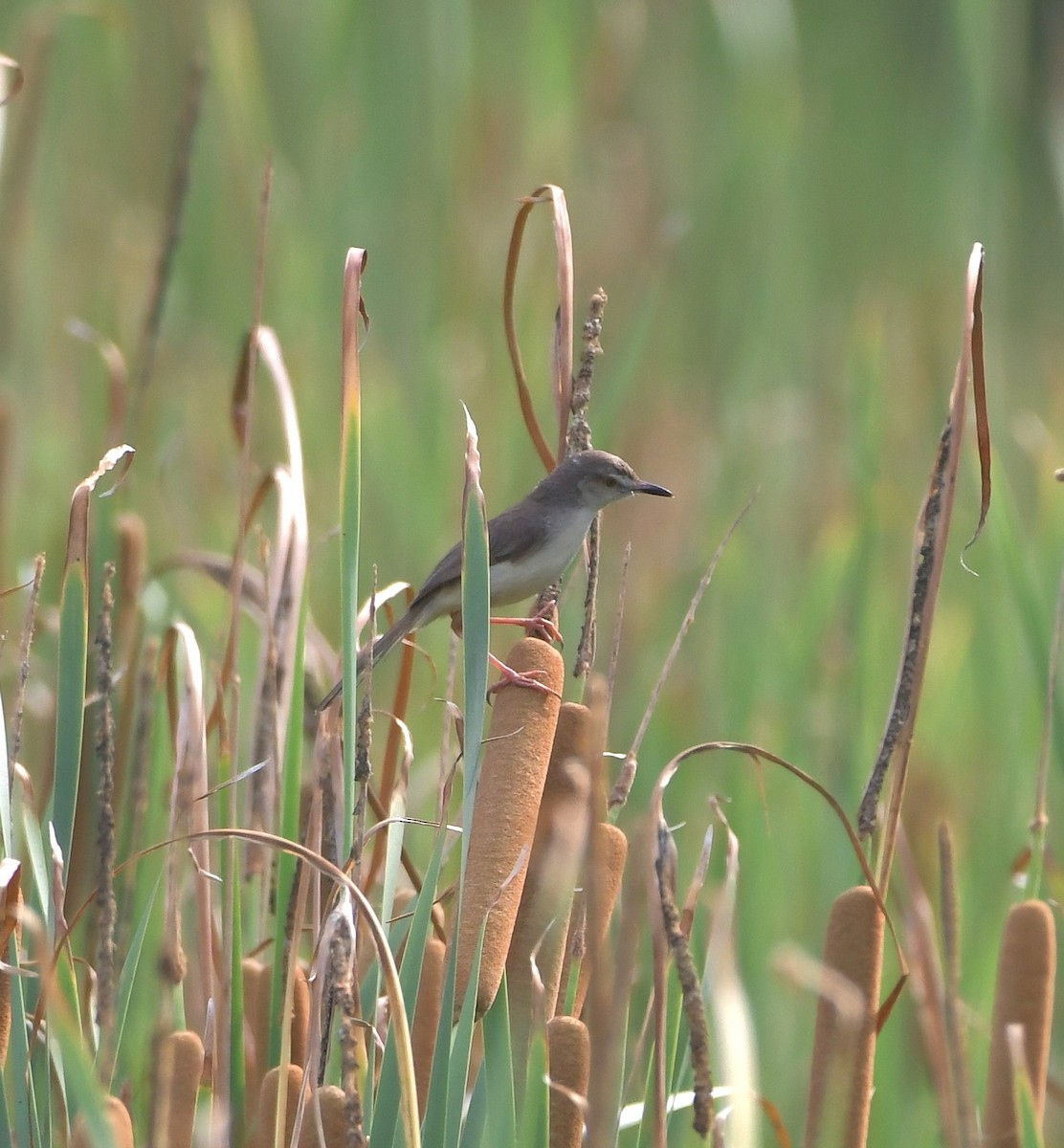 Plain Prinia - ML647219365