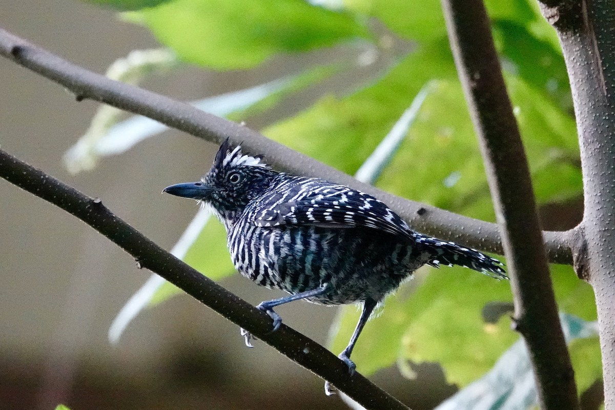 båndmaurvarsler - ML647219369