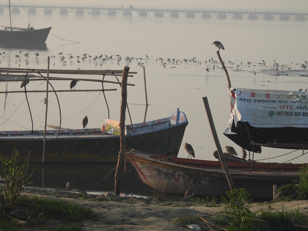 Indian Pond-Heron - ML647219371