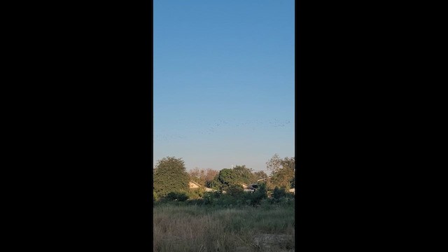 Свистач індійський - ML647219374