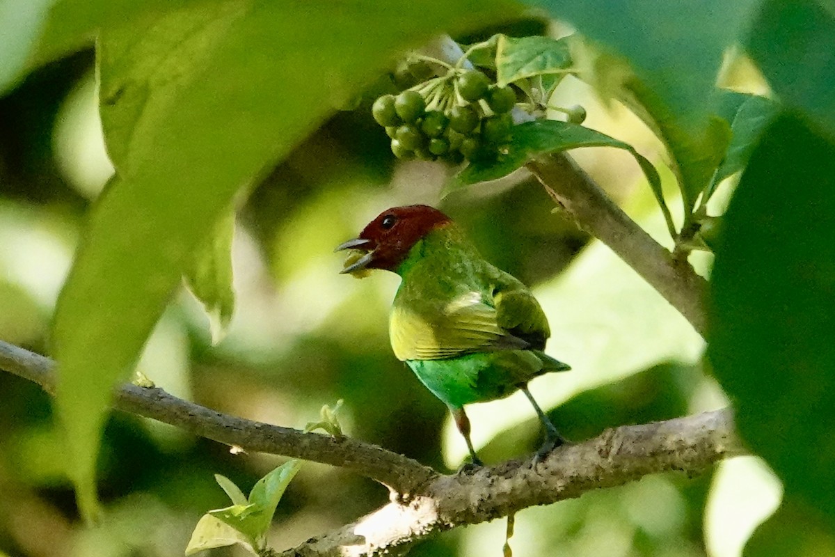 Tangara Cabecibaya - ML647219393