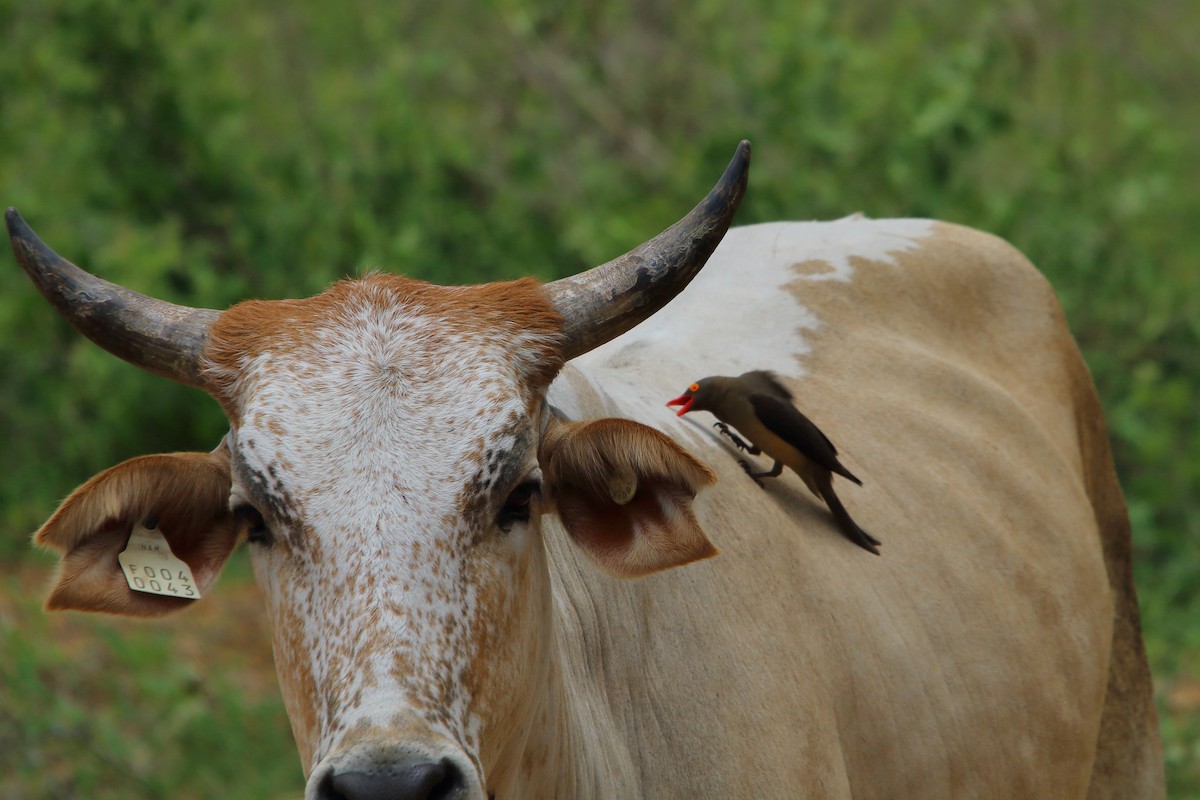 Red-billed Oxpecker - ML647219398
