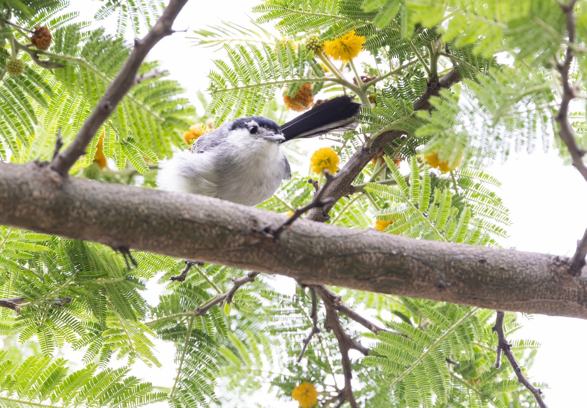 Marañon Gnatcatcher - ML647219399