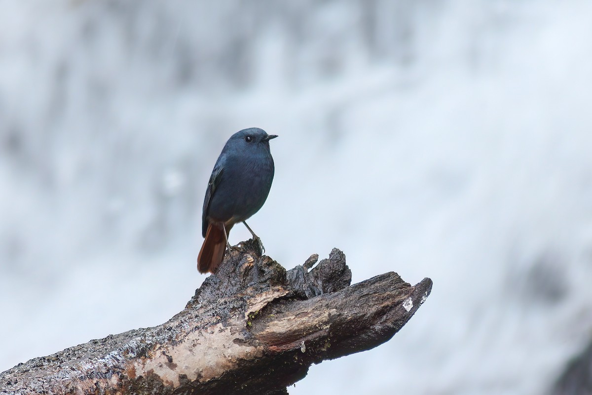 Plumbeous Redstart - ML647219403