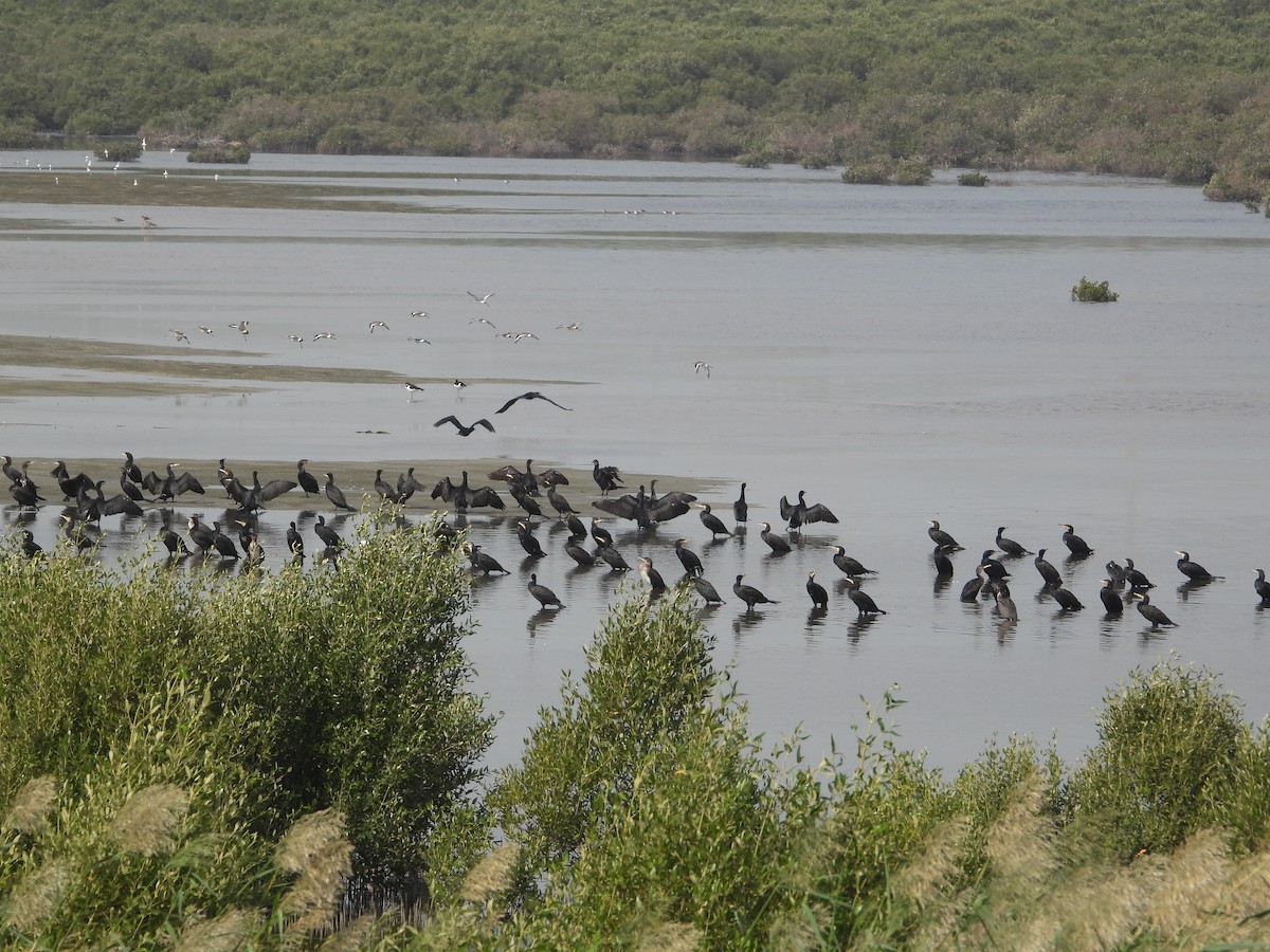 kormorán velký - ML647219406