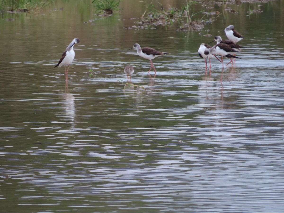 תמירון - ML647219408