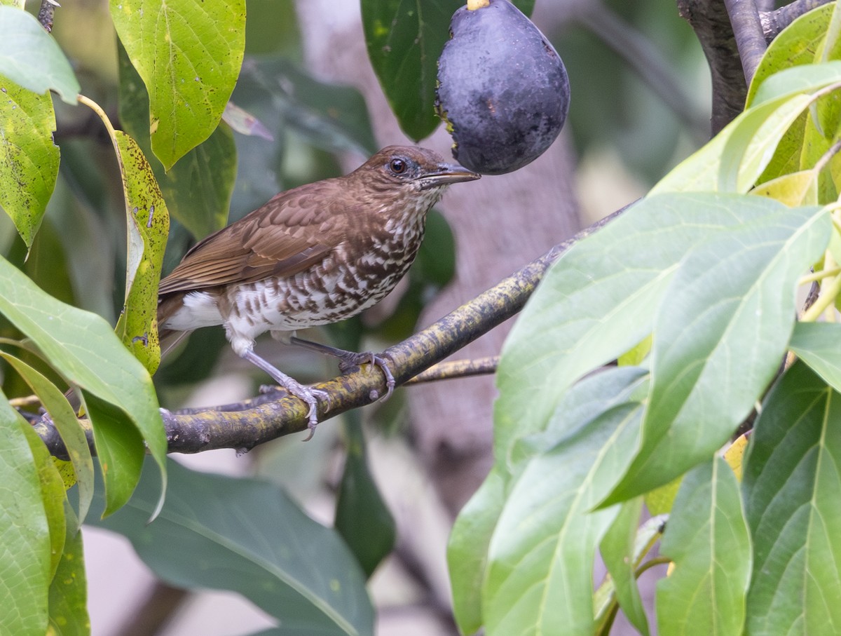 marañontrost - ML647219410