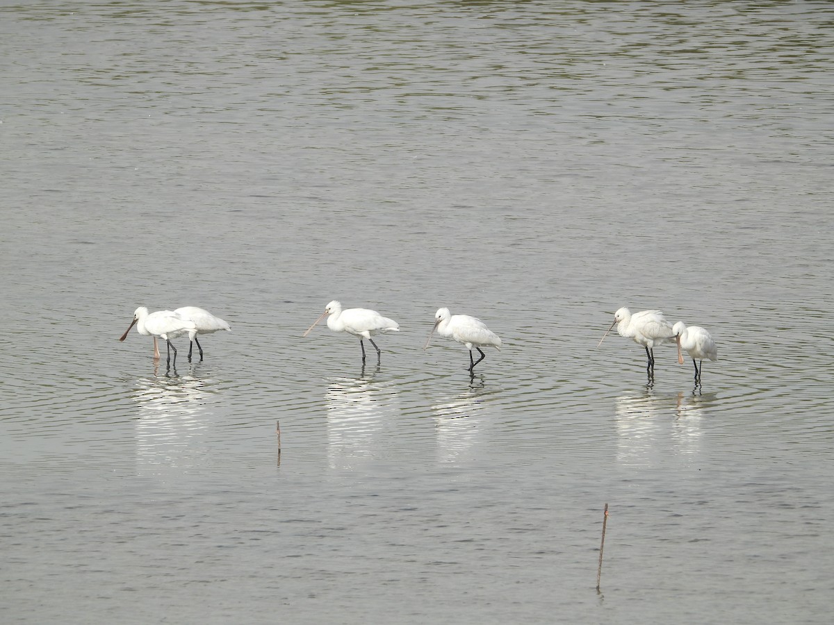 kolpík bílý - ML647219411