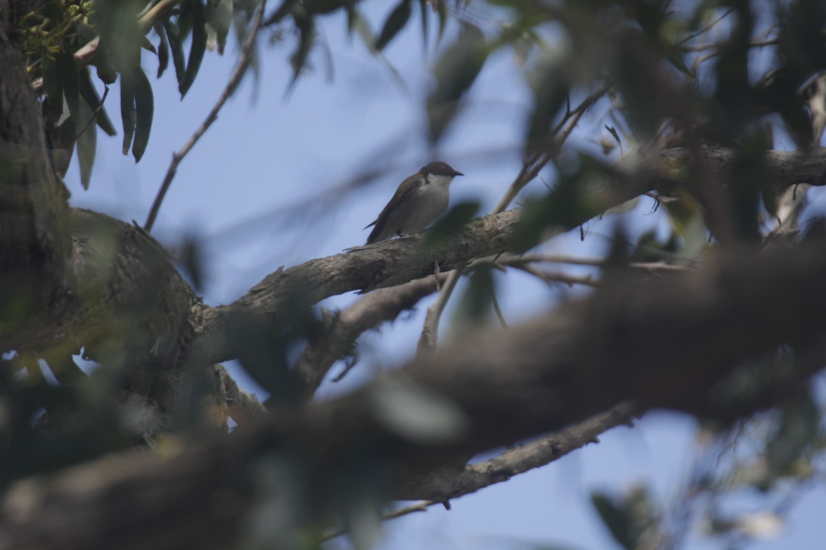 Mielero Nuquiblanco Oriental - ML647219414