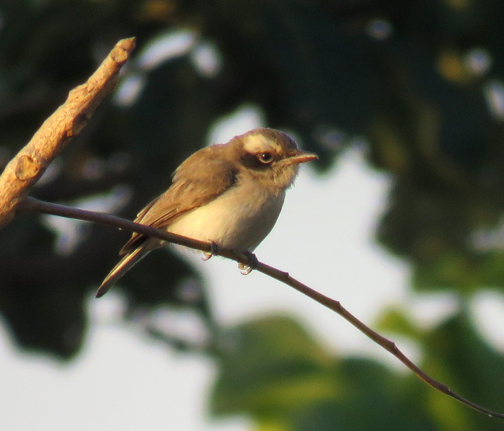 Common Woodshrike - ML647219417