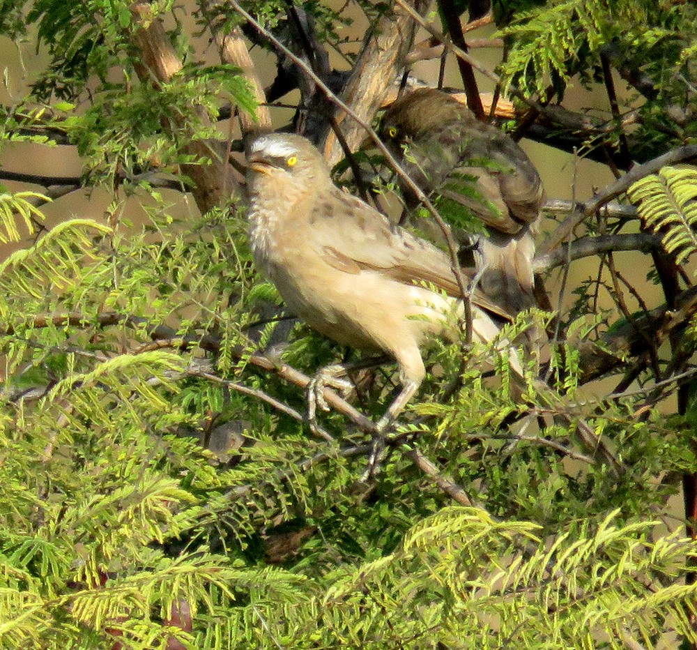 Large Gray Babbler - ML647219418