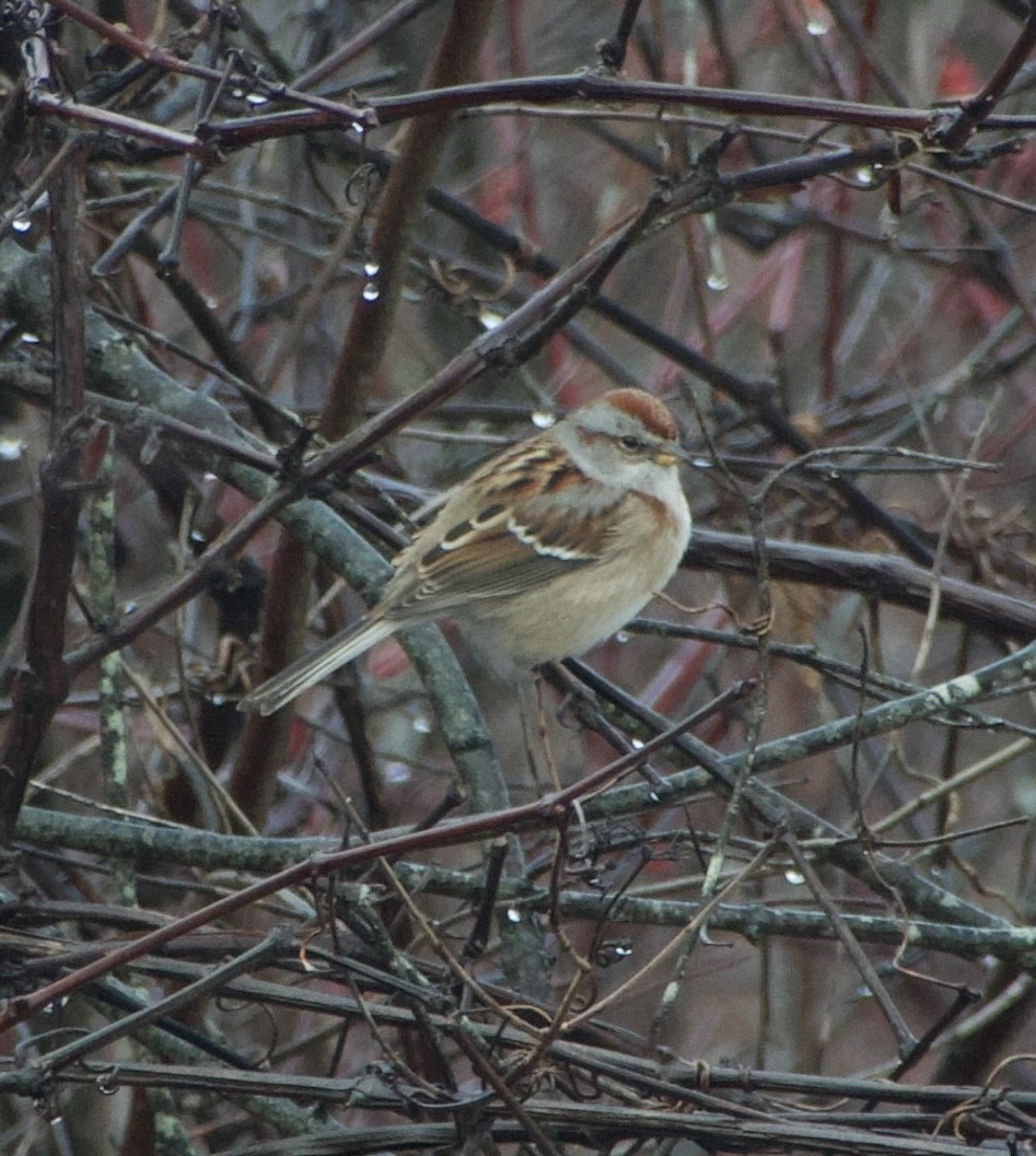 American Tree Sparrow - ML647219428