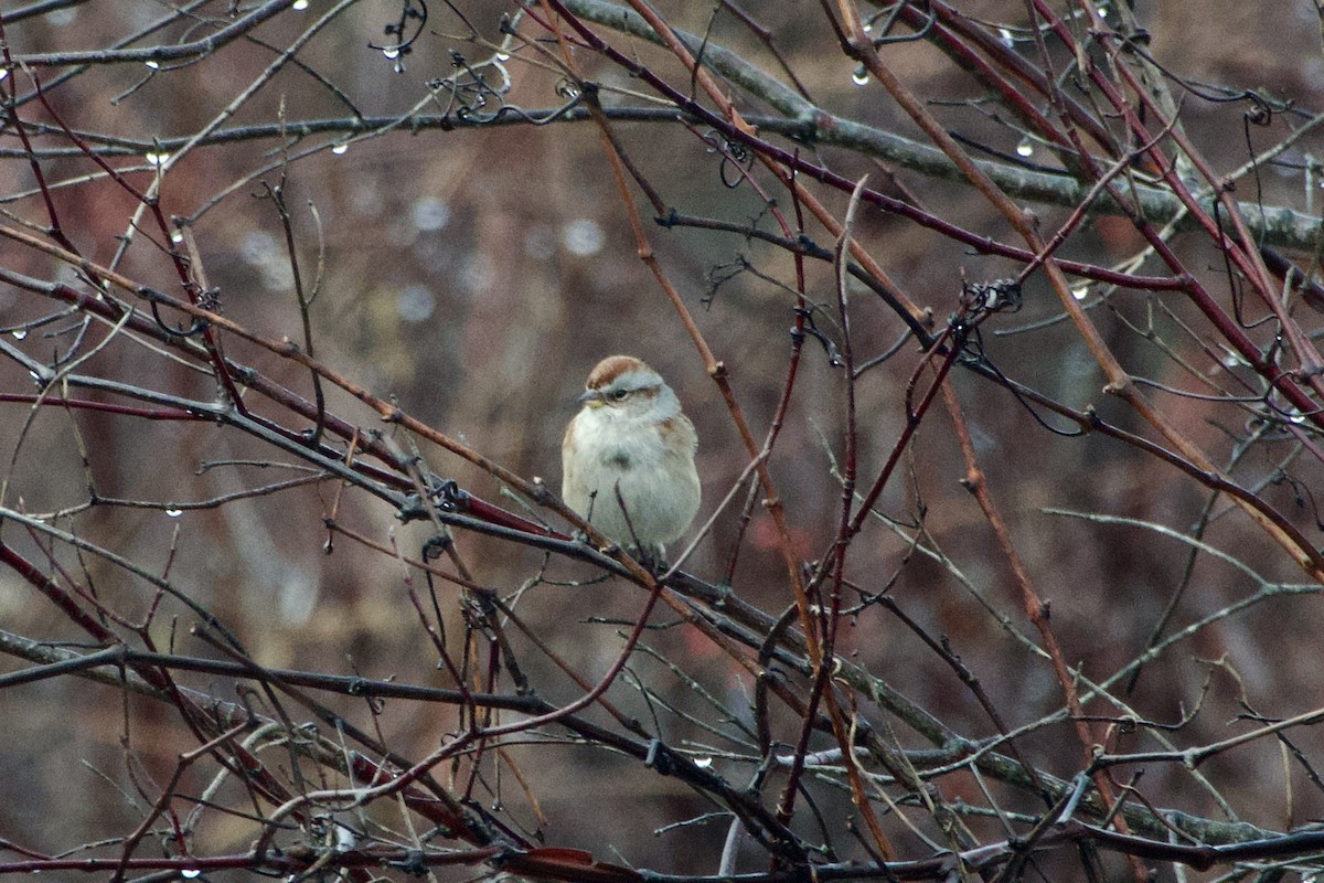 American Tree Sparrow - ML647219429