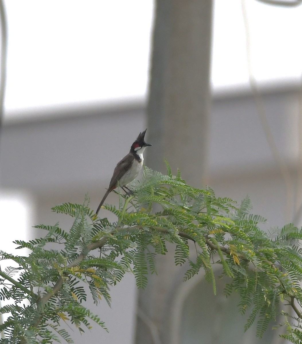 Red-whiskered Bulbul - ML647219431