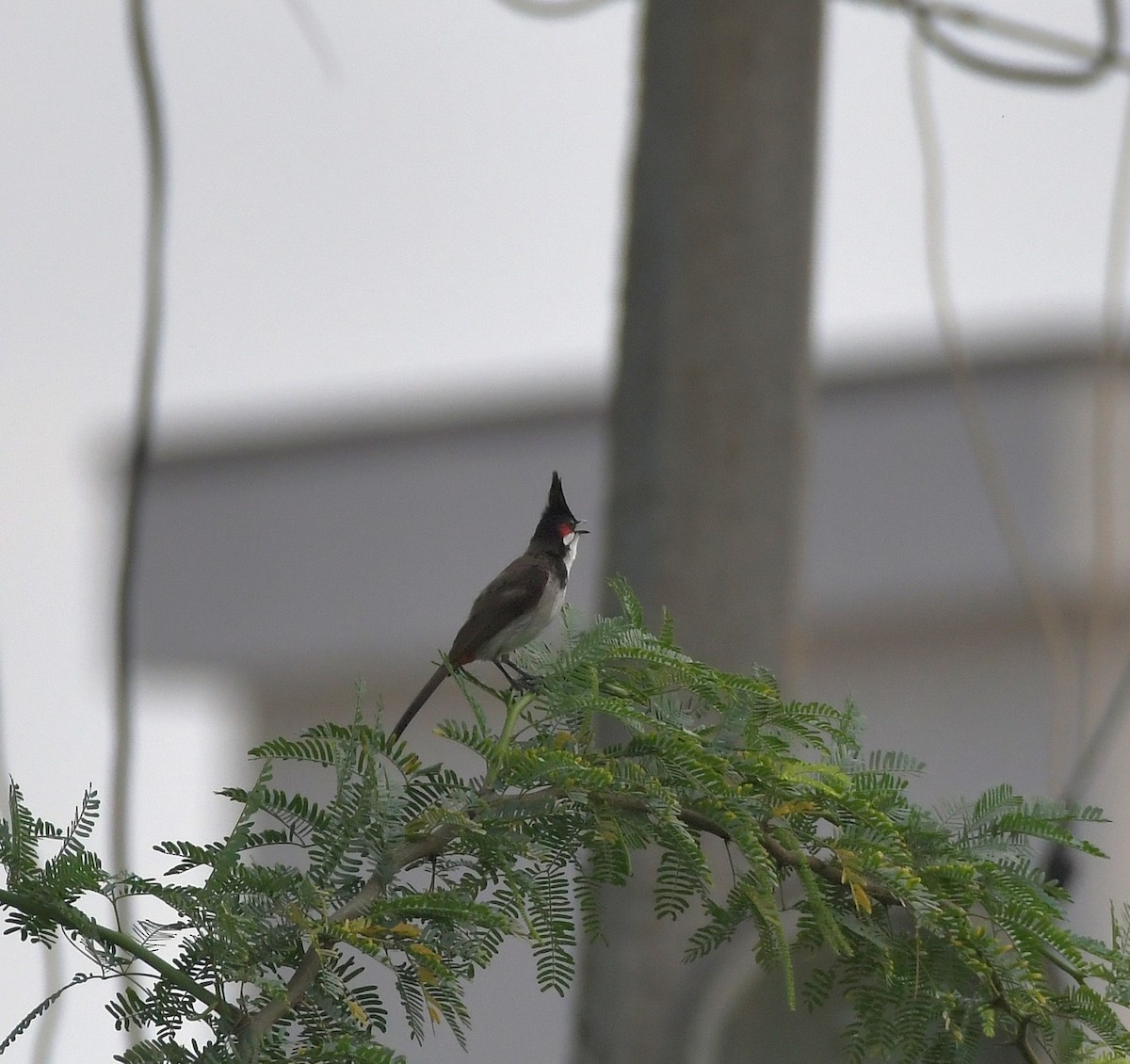 Red-whiskered Bulbul - ML647219432