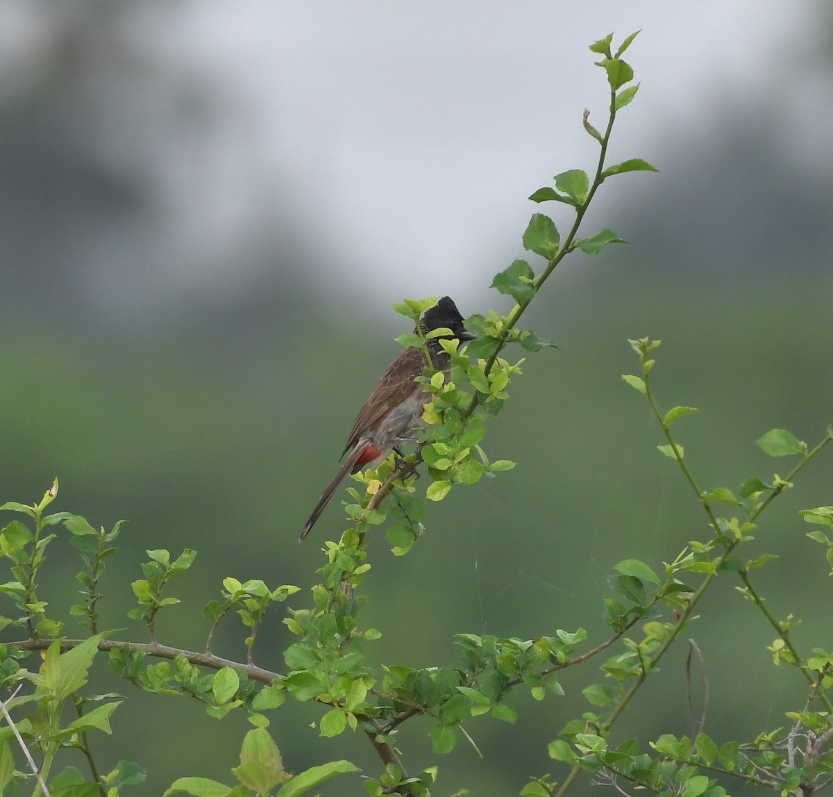 Red-vented Bulbul - ML647219437