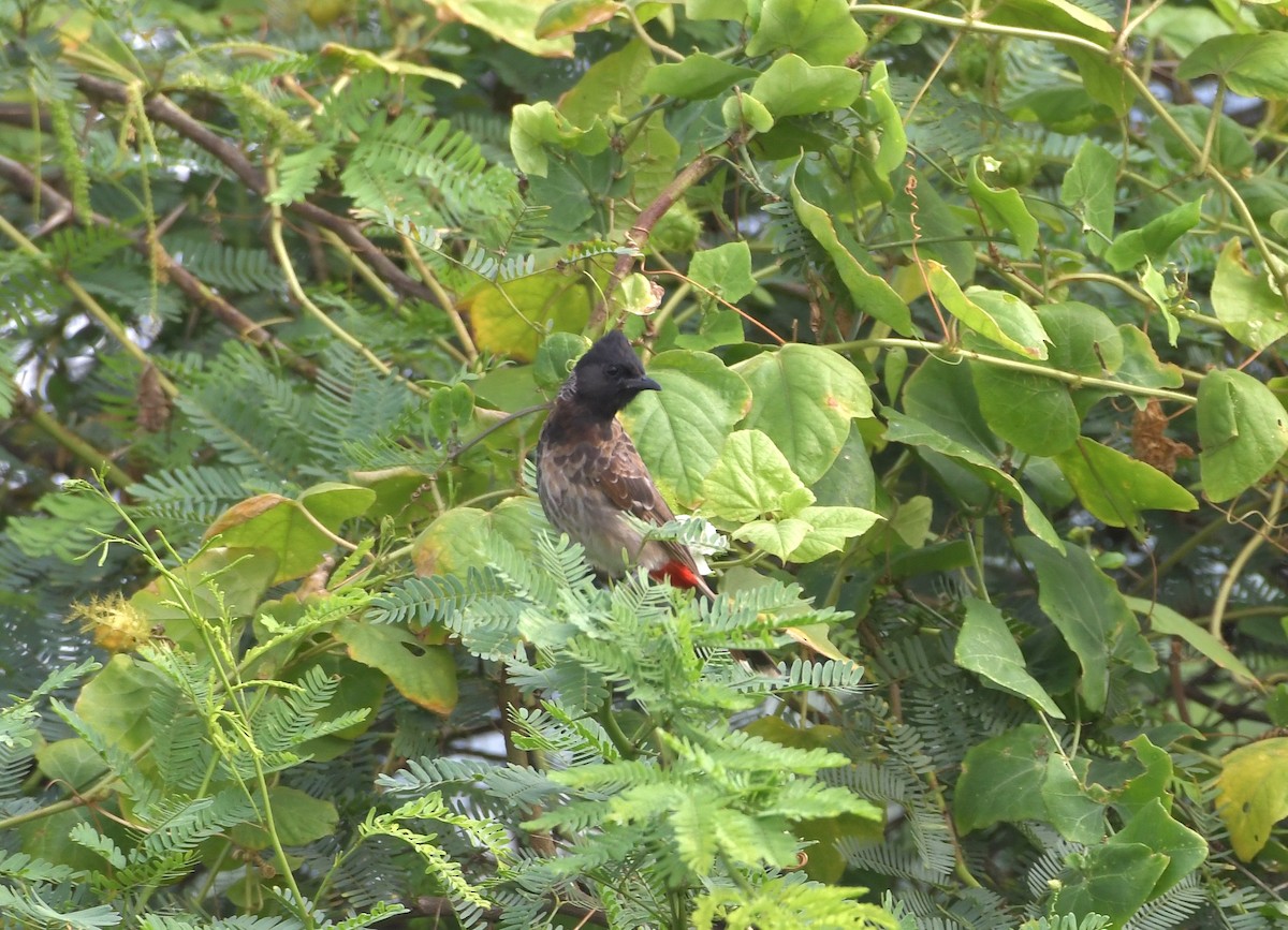 Red-vented Bulbul - ML647219438
