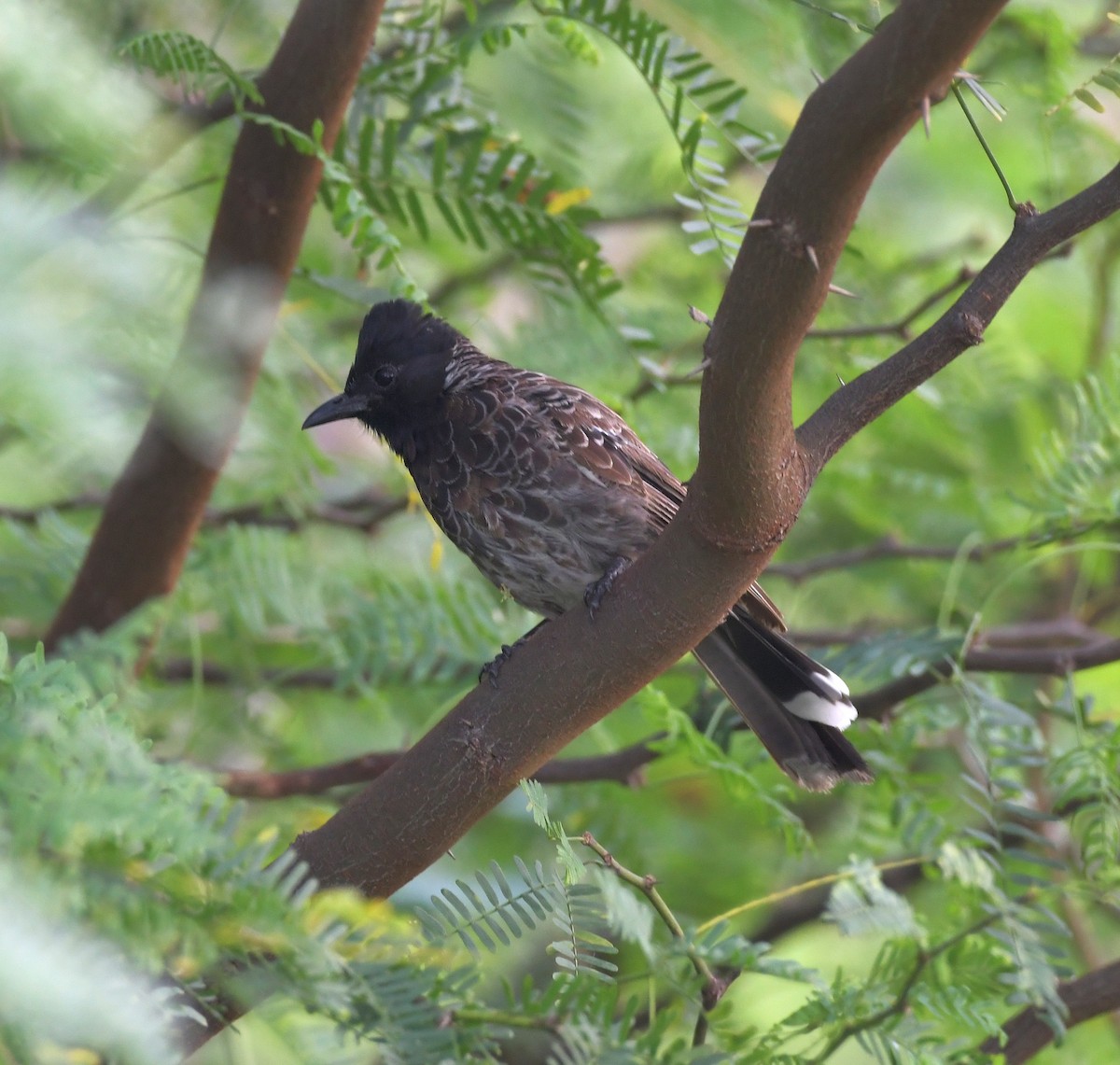Red-vented Bulbul - ML647219439