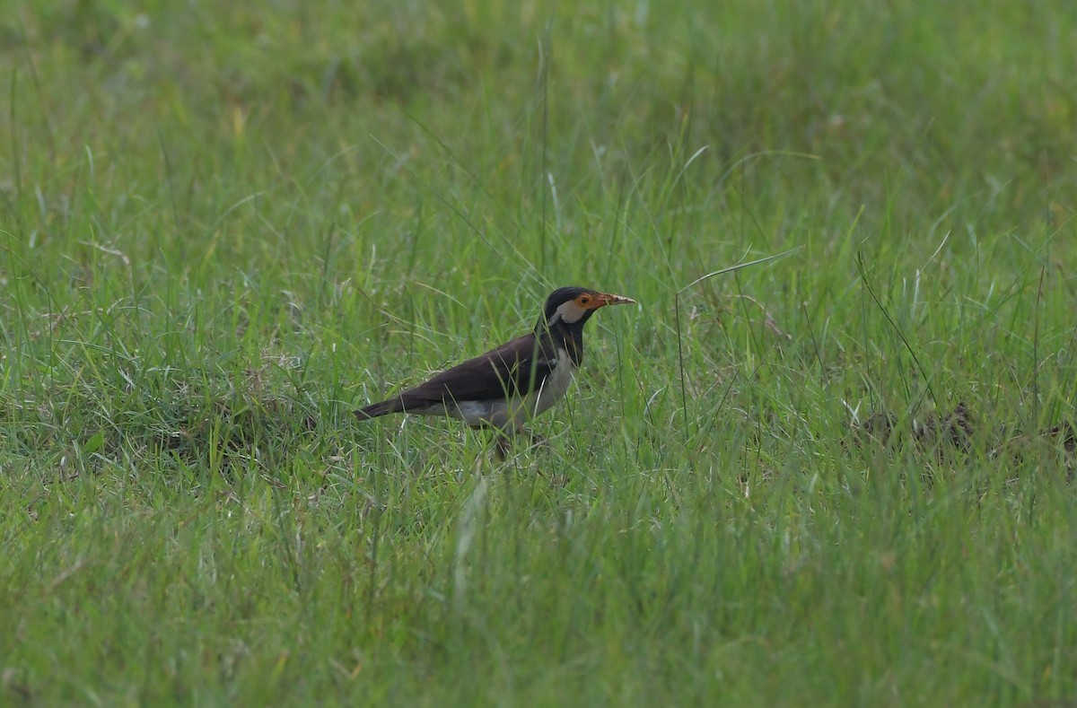 Indian Pied Starling - ML647219441