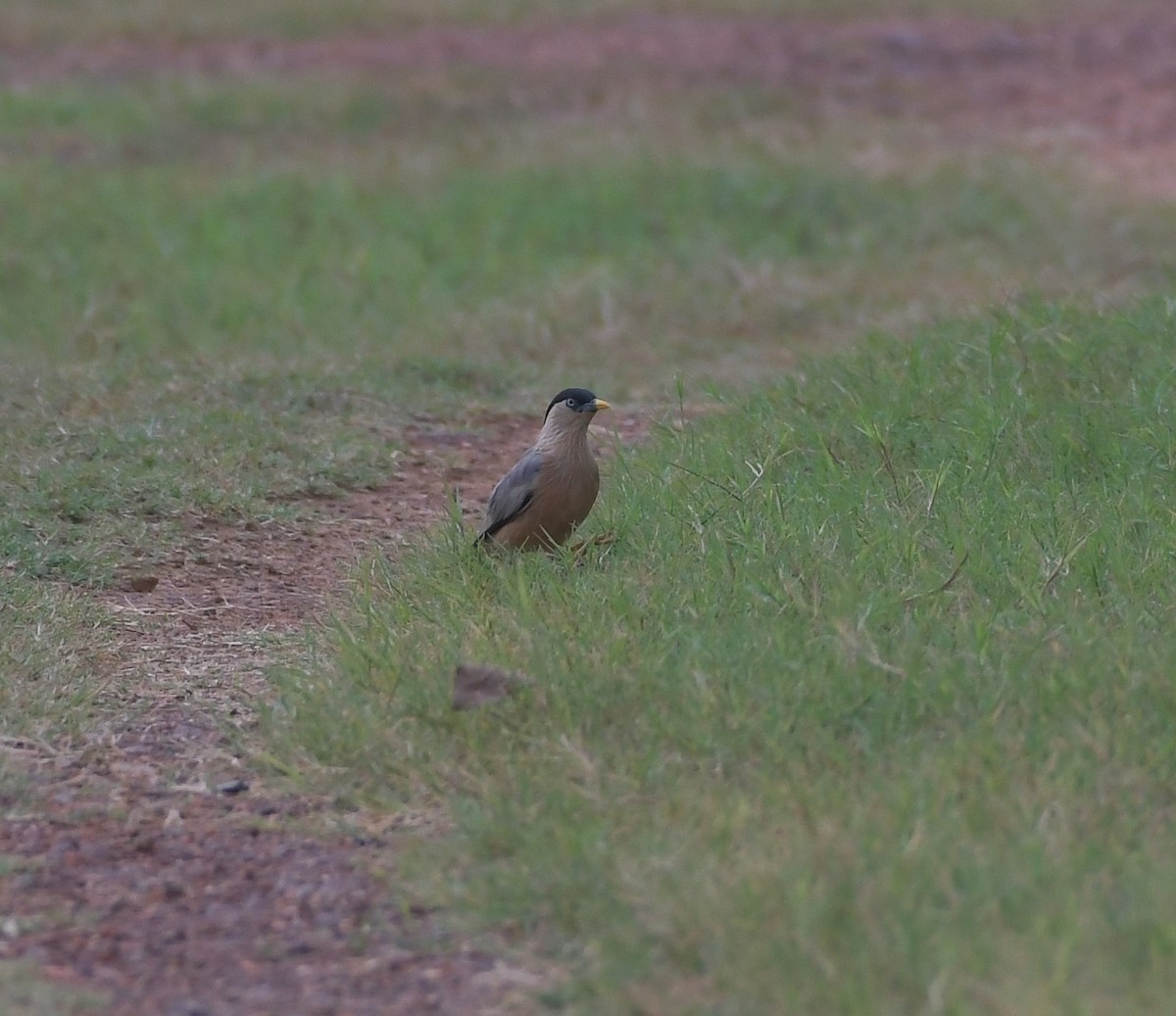Brahminy Starling - ML647219443