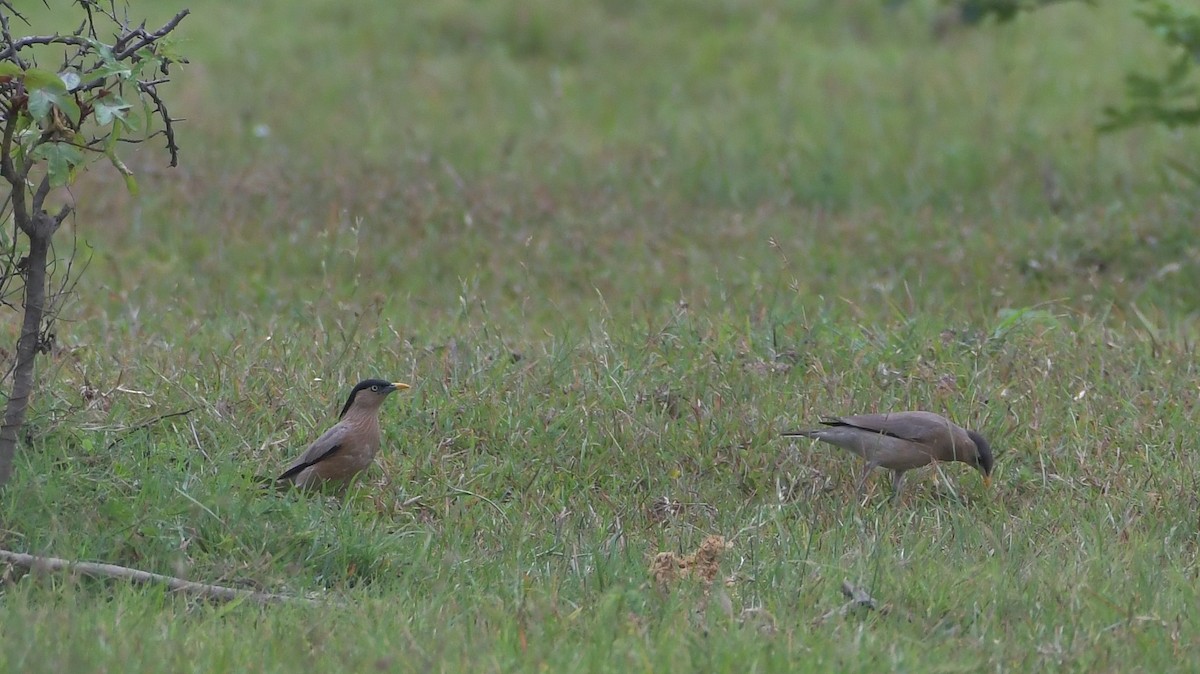 Brahminy Starling - ML647219444