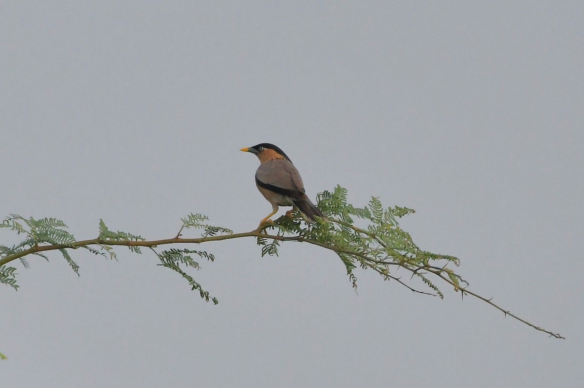 Brahminy Starling - ML647219445