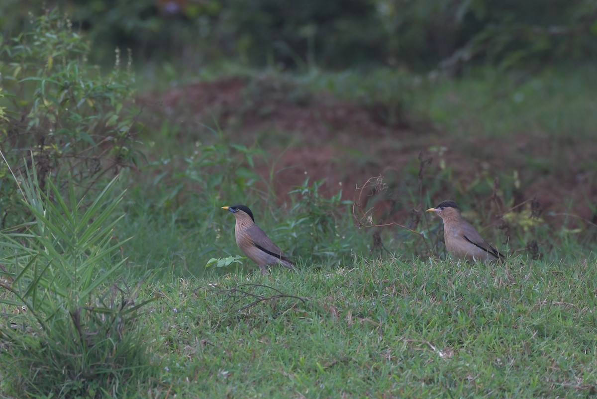 Brahminy Starling - ML647219446