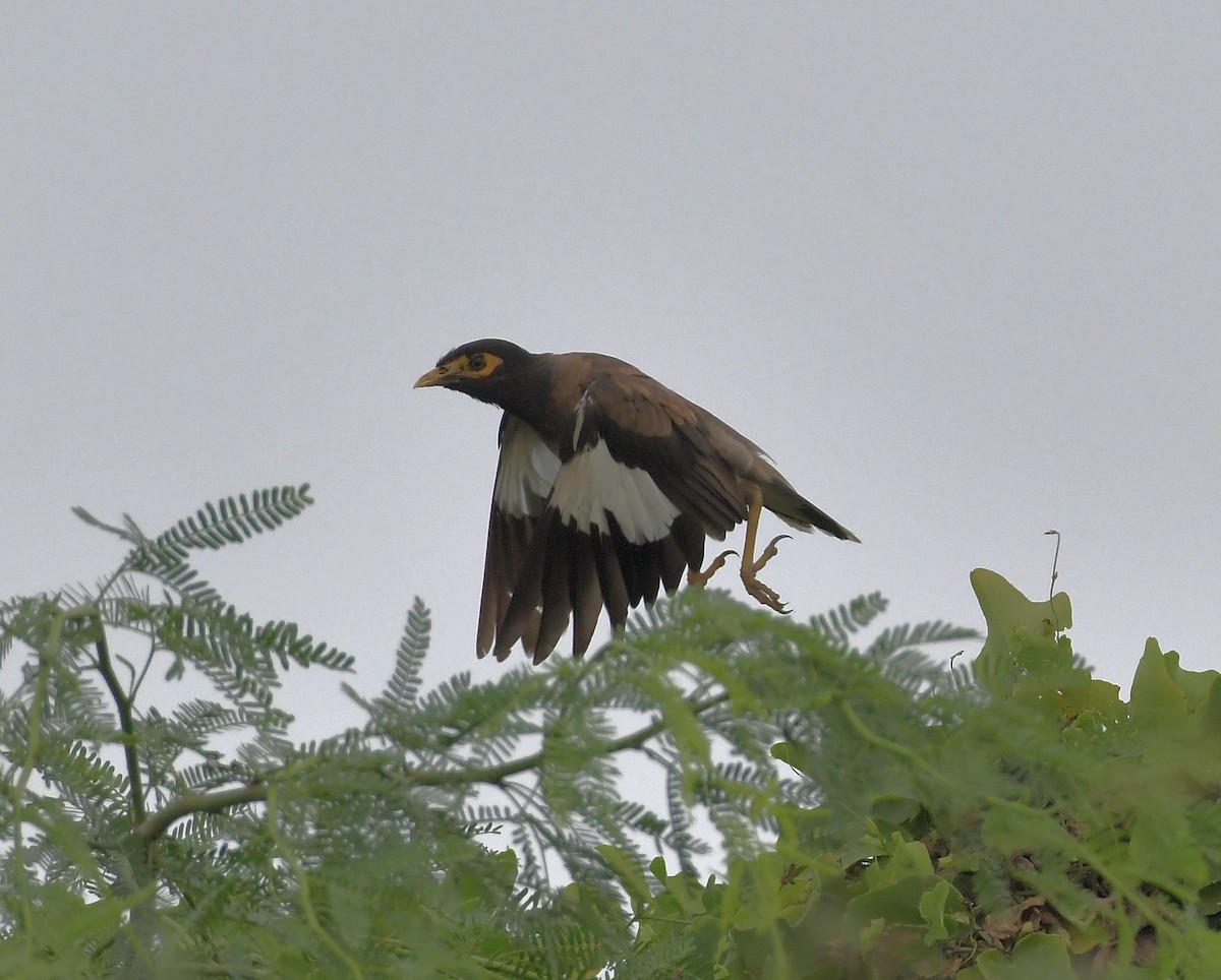 Common Myna - ML647219448