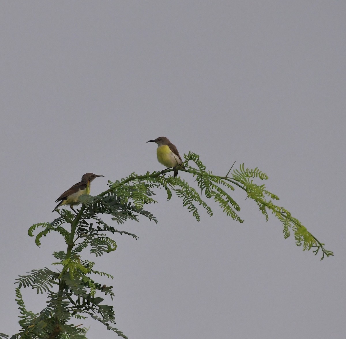 Purple-rumped Sunbird - ML647219452