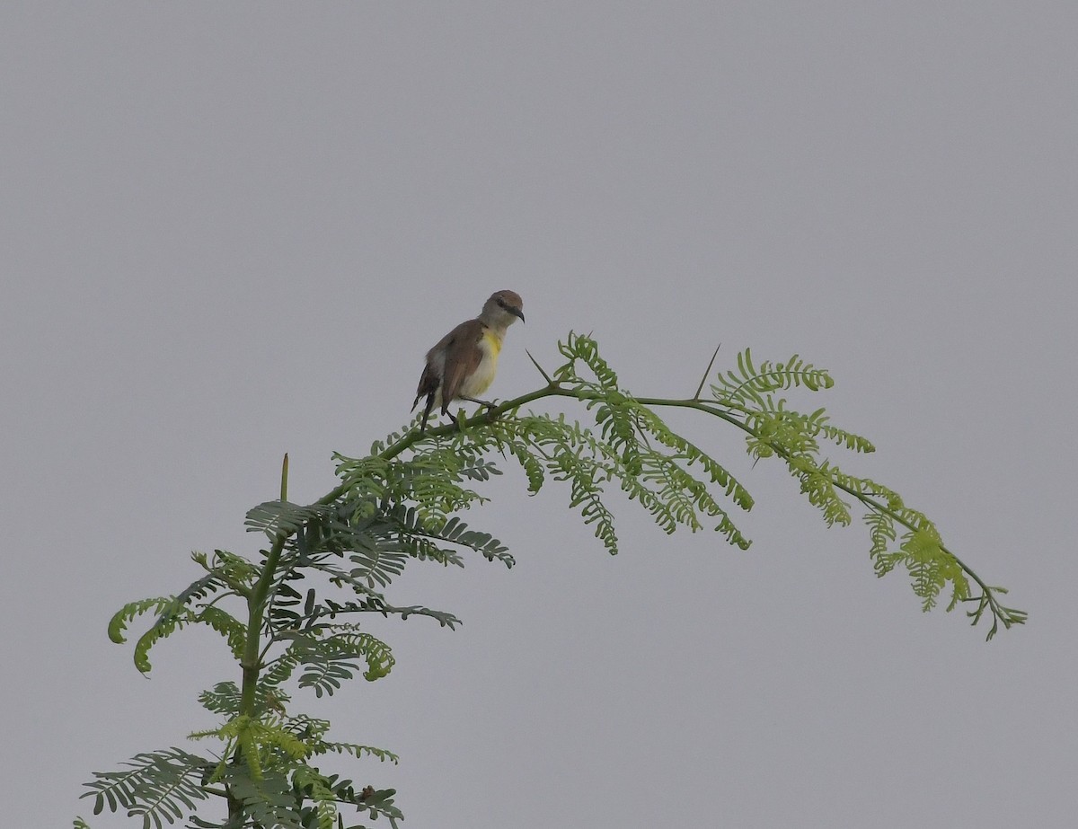 Purple-rumped Sunbird - ML647219453