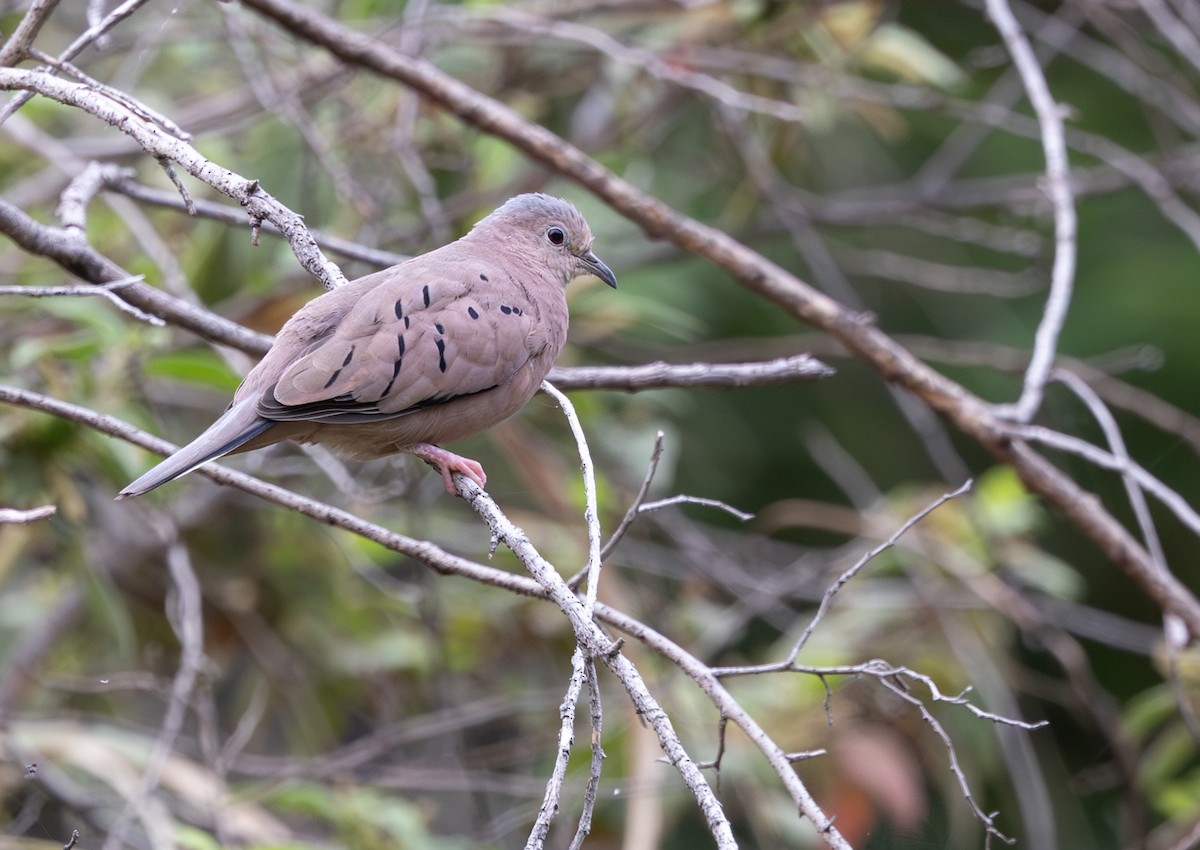Plain-breasted Ground Dove - ML647219454