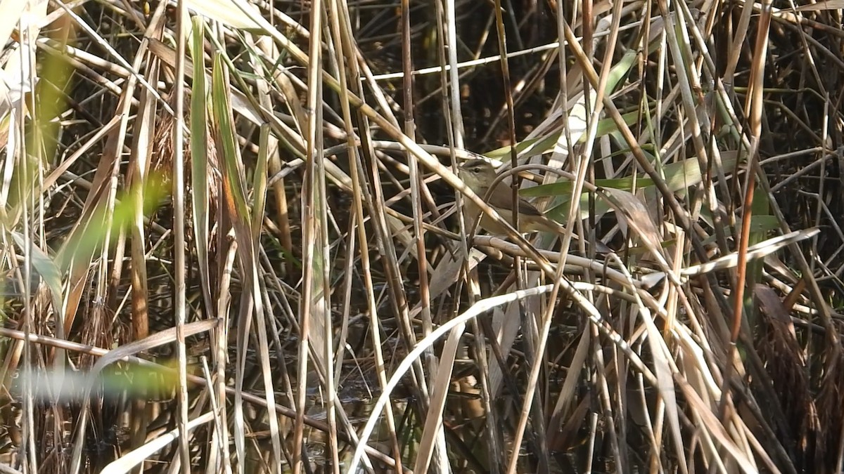 Black-browed Reed Warbler - ML647219455
