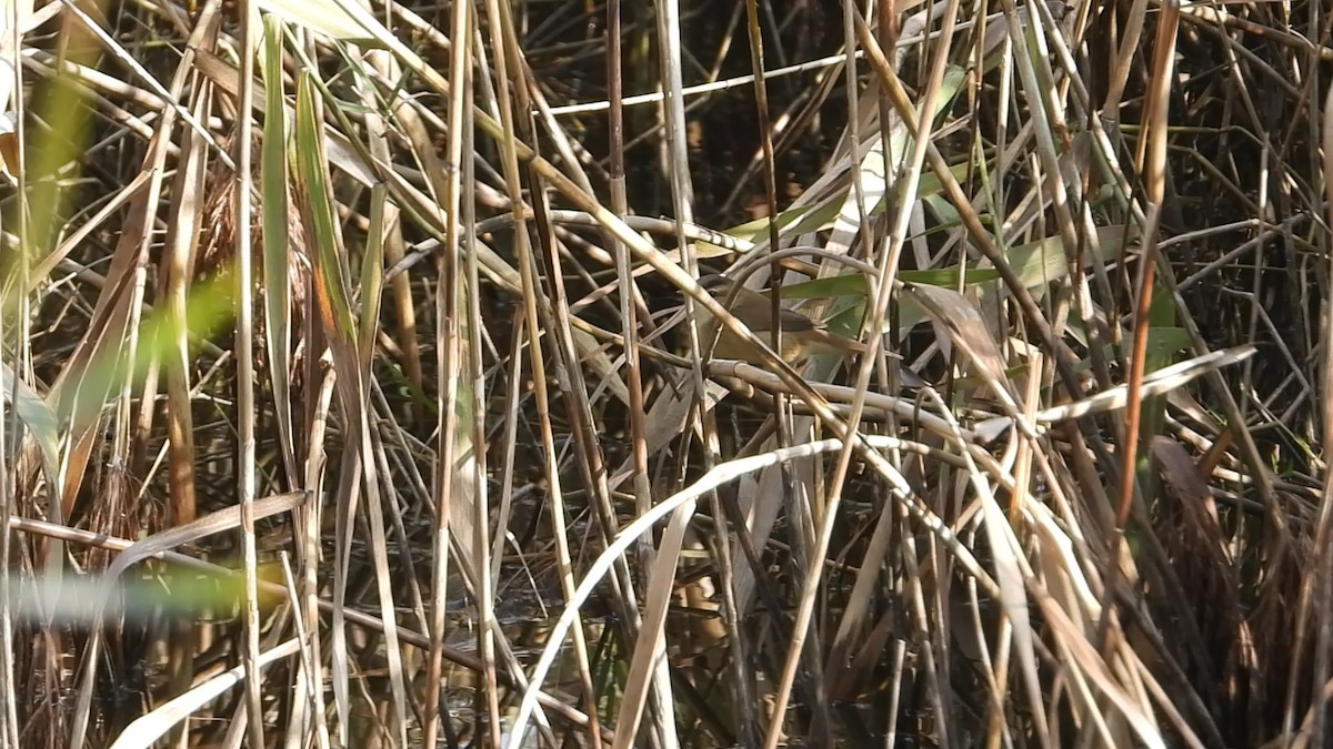 Black-browed Reed Warbler - ML647219456