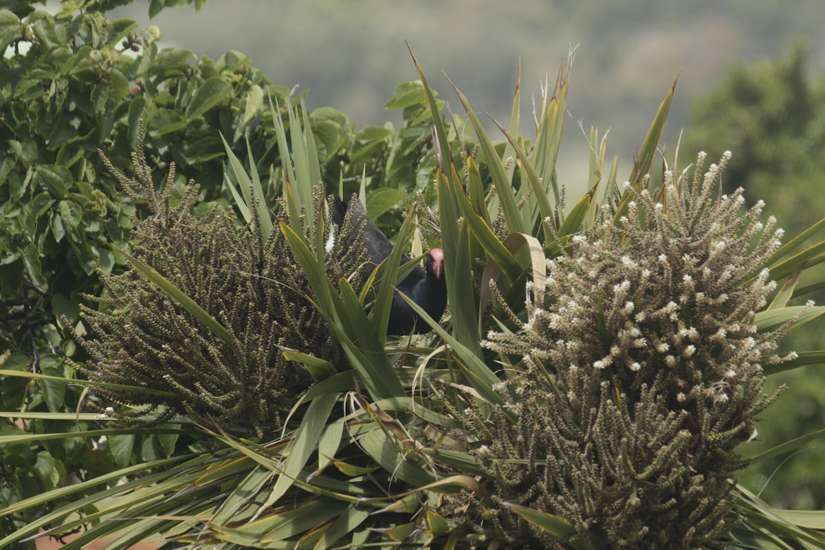 Calamón Australiano - ML647219457