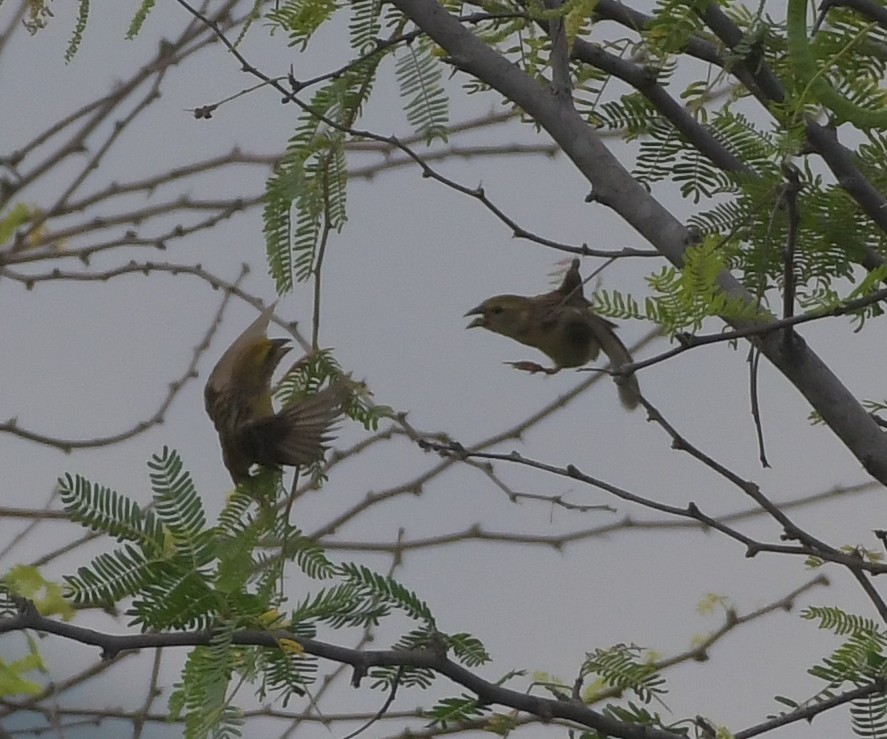 Baya Weaver - ML647219458