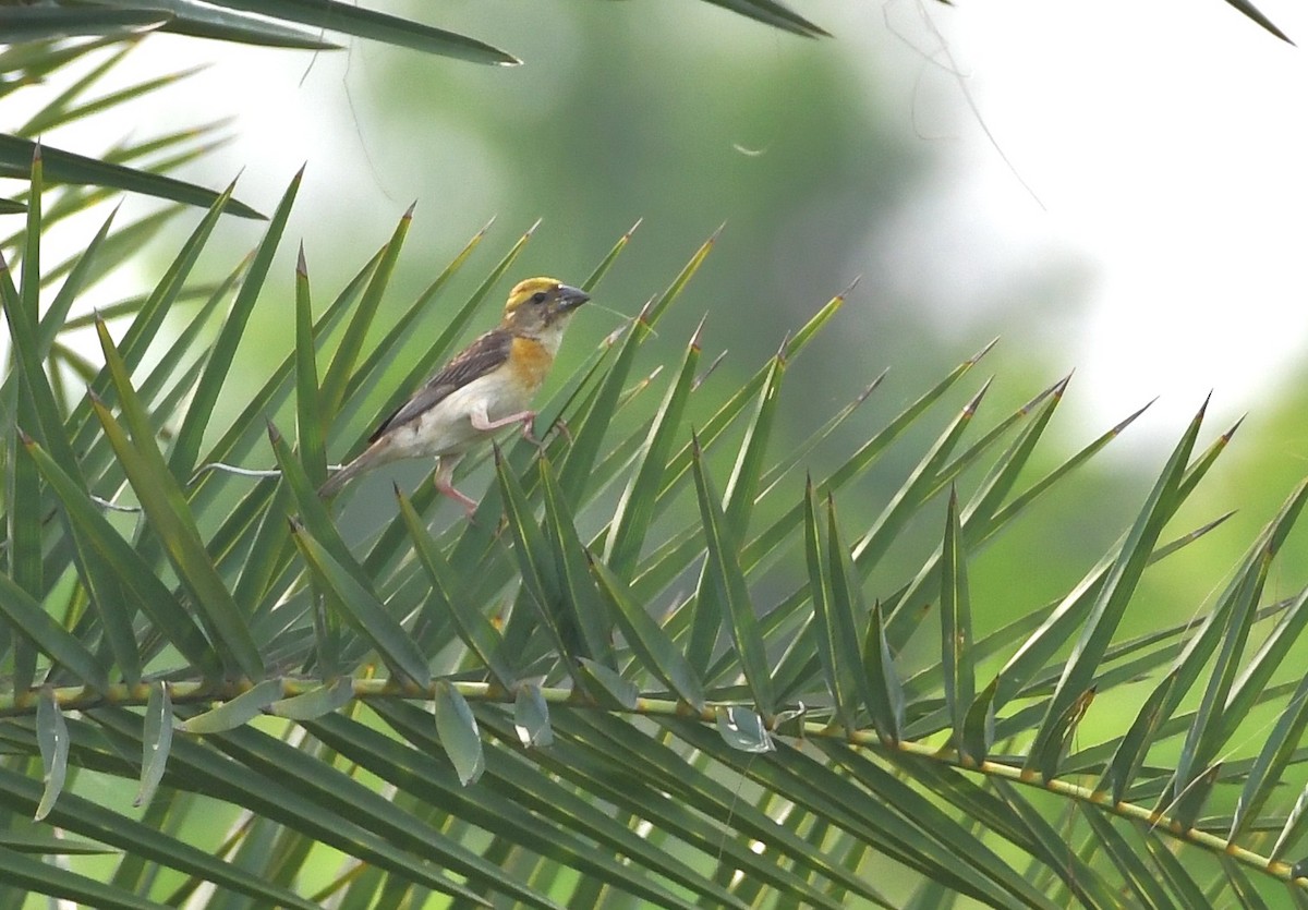 Baya Weaver - ML647219459