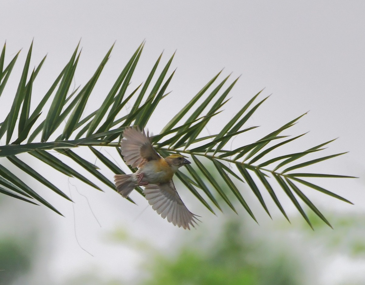 Baya Weaver - ML647219460