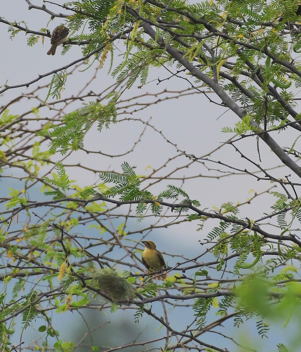 Baya Weaver - ML647219461