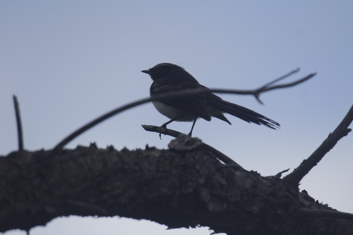 Abanico Lavandera - ML647219465