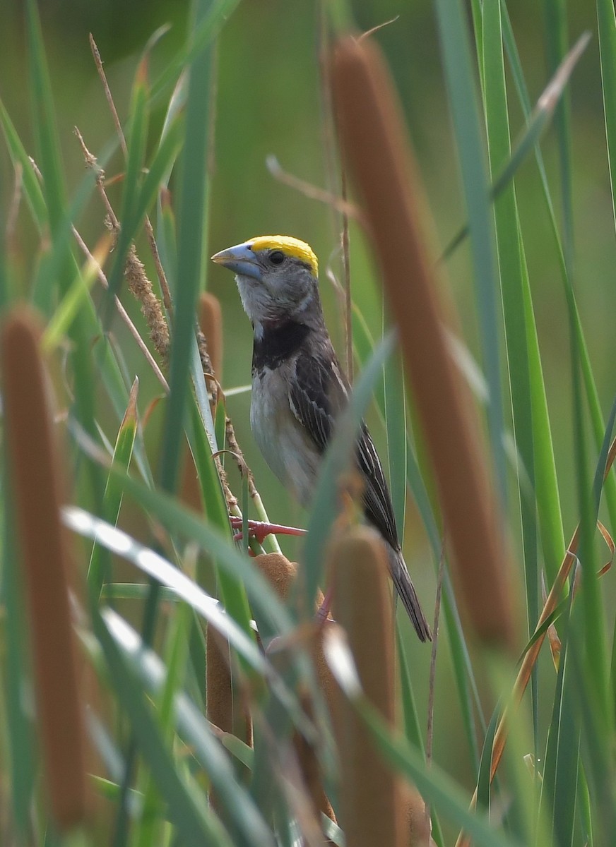 Black-breasted Weaver - ML647219466