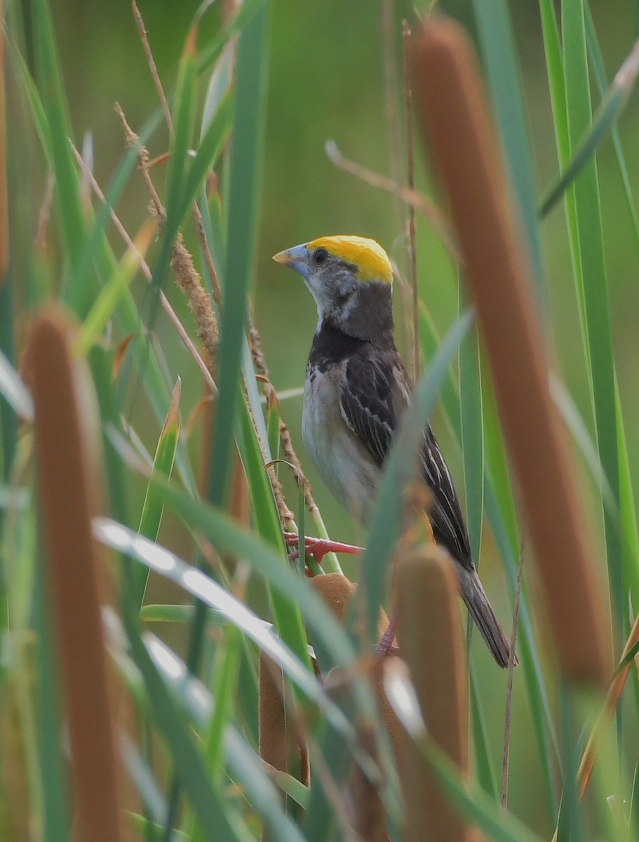 Black-breasted Weaver - ML647219467
